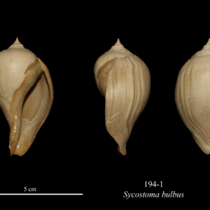 194-1 Sycostoma bulbus
