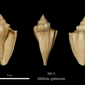 205-8 Athleta spinosus