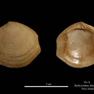 096-14 Bathytormus dilatatus