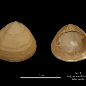096-14 Bathytormus dilatatus