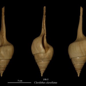 198-5 Clavilithes clavellatus