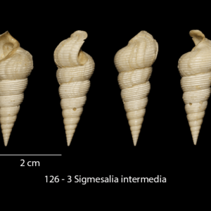 126-3 Sigmesalia intermedia