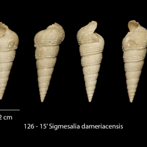 126 – 15′ Sigmesalia dameriacensis