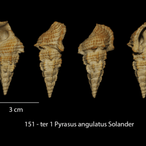 151 – ter 1 Pyrazus angulatus Solander