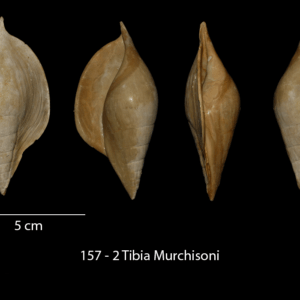 157 – 2 Tibia Murchisoni