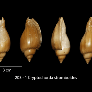 203 – 1 Cryptochorda stromboides