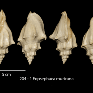 204 – 1 Eopsephaea muricana