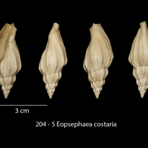 204 – 5 Eopsephaea costaria