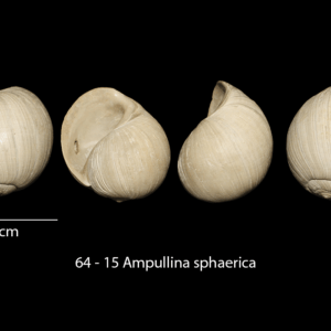 64 – 15 Ampullina sphaerica