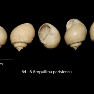 64 – 6 Ampullina parisiensis