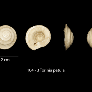 104 – 3 Torinia patula