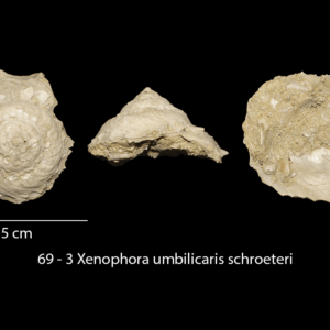 69 – 3 Xenophora umbilicaris schroeteri